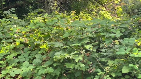 Raspberry bushes Stock Footage 137425827