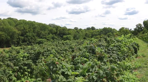 Raspberry Bushes - Hand Picking Field Wide Shot Vidéo 67437569