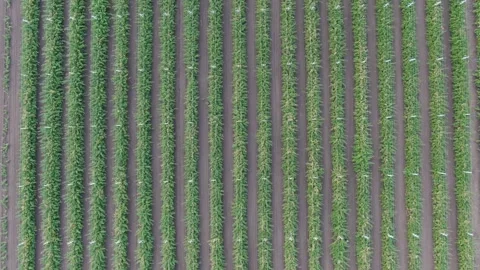 Raspberry bushes plantation. plantation of raspberry bushes. aerial shot. Stock Footage 250092520