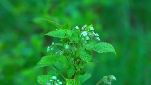 Raspberry bushes. Raspberry bush in bloom. Stock Footage 337048974