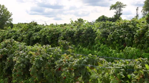 Raspberry Bushes with Ripe Red Raspberries Vidéo 67437403