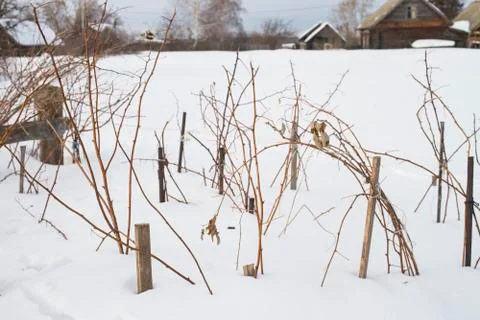 Raspberry bushes in winter Foto stock