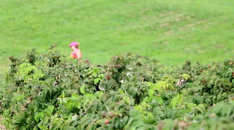 Raspberry Bushes with Woman Picking in the Background Vidéo 67437554