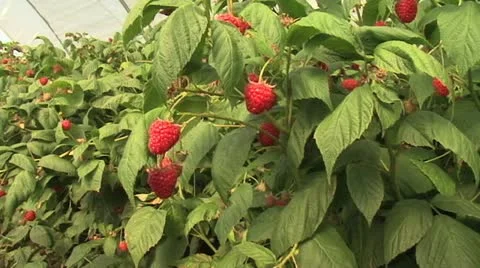 Raspberry camera move 스톡 동영상 12228536