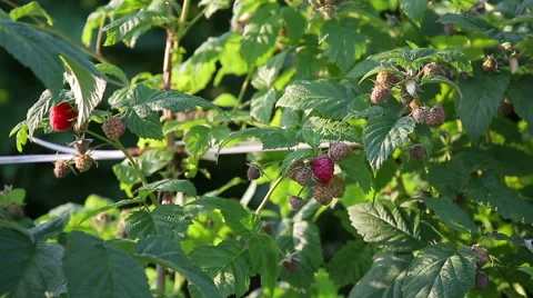 Raspberry cane Stock Footage 51659900