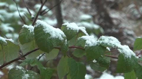 Raspberry-cane leaves. Stock Footage