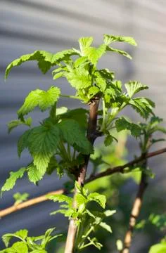 Raspberry cane Stock-Fotos