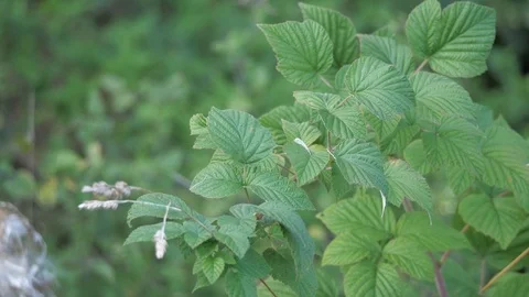 Blowing A Raspberry Stock Footage ~ Royalty Free Stock Videos | Pond5