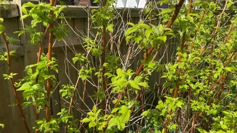 Raspberry Canes Stock Footage 176345839
