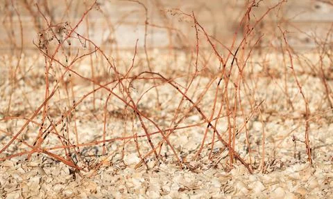 Raspberry Canes in Garden Bed Before Spring Stock Photos