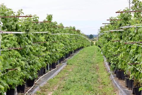 Raspberry canes growing in black pots and supported by a trellis system in .. Stock Photos