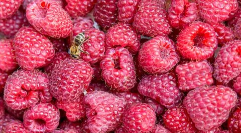 Raspberry close-up. Close-up red fresh raspberry fruit. Foto stock