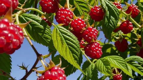 Raspberry close up fresh fruit garden nature summer harvest red berries Stock Footage 325180219