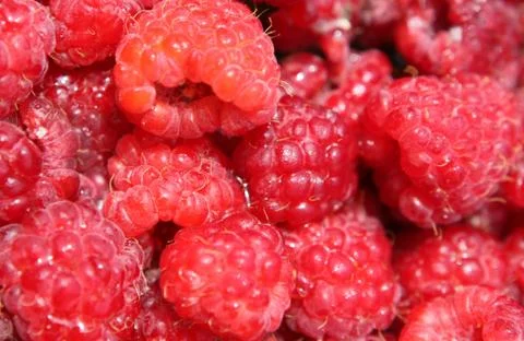 Raspberry close up Stock Photos