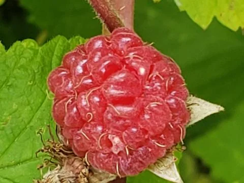 Raspberry close up Stockfoto's