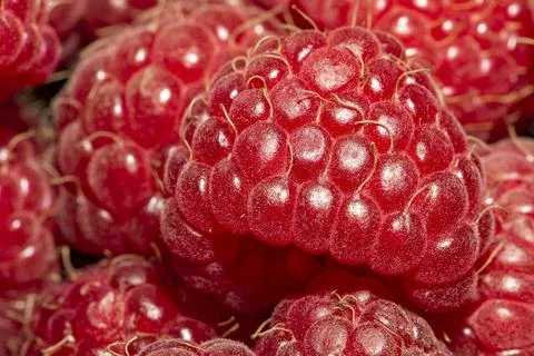 Raspberry close-up photo, macro focus bracketing, pink-red, hairs, raspberry  Stock Photos