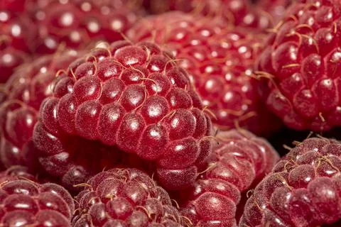 Raspberry close-up photo, macro focus bracketing, pink-red, hairs, raspberry  Stock Photos