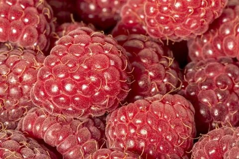 Raspberry close-up photo, macro focus bracketing, pink-red, hairs, raspberry  Stock Photos