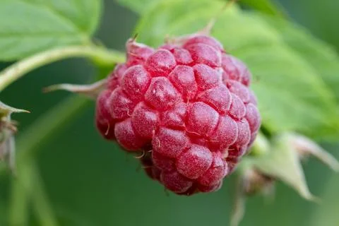 Raspberry in close up in small home garden in summer season Фото