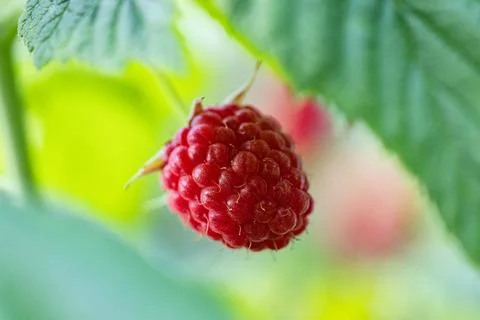 Raspberry in close up in small home garden in summer season Foto stock