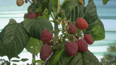 Raspberry close up,sun shines through net,girl passing in background,dolly shot. Stock Footage 66377010