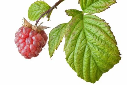 Raspberry in closeup isolated 스톡 사진