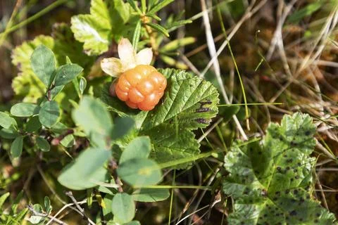 Raspberry cloudberry in autumn day Fotos Stock