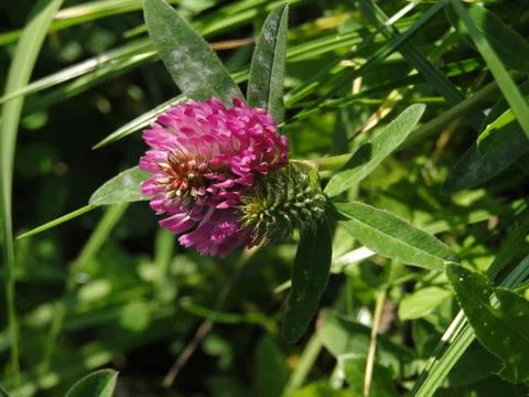 Raspberry clover with bee Stock Photos