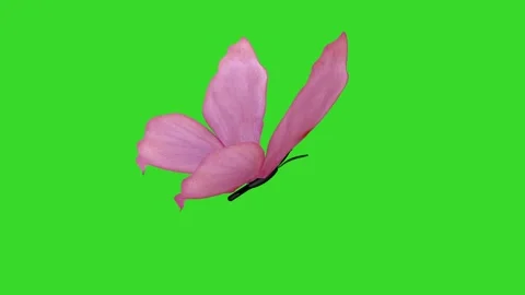 Raspberry-colored butterfly flaps its wings and transitions into slow motion Video stock 328344467