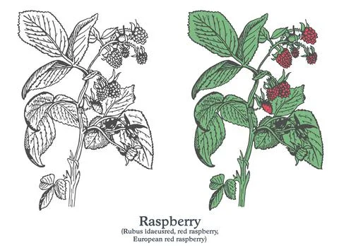 Raspberry. Colorful vector hand drawn plant. Vintage medicinal plant sketch. Stock Illustration