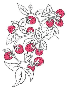 Raspberry Coloring Book element. Black countour on white background. Vector Stock Illustration