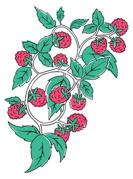 Raspberry Coloring Book element. Black countour on white background. Vector 스톡 일러스트