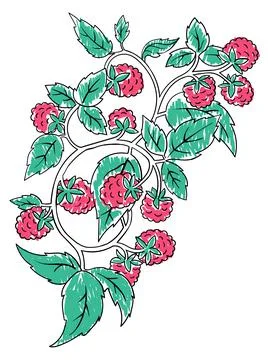 Raspberry Coloring Book element. Black countour on white background. Vector Stock Illustration