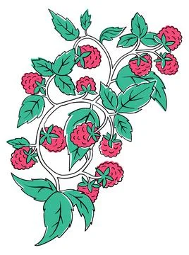 Raspberry Coloring Book element. Black countour on white background. Vector Stock Illustration