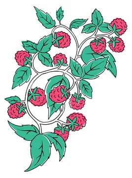 Raspberry Coloring Book element. Black countour on white background. Vector Stock Illustration