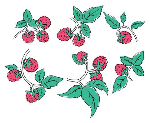 Raspberry Coloring Book elements. Black countour on white background. Vector イラスト素材