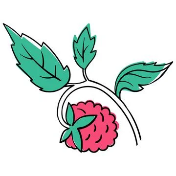 Raspberry Coloring Book elements. Black countour on white background. Vector Stock Illustration