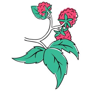 Raspberry Coloring Book elements. Black countour on white background. Vector Stock Illustration