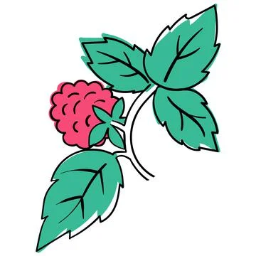 Raspberry Coloring Book elements. Black countour on white background. Vector Illustrazione stock