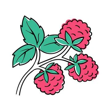 Raspberry Coloring Book elements. Black countour on white background. Vector Stock Illustration