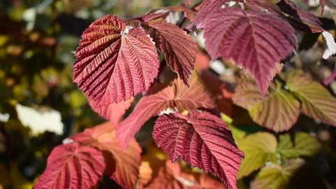 Raspberry Colors in autumn Stock Footage 171247707