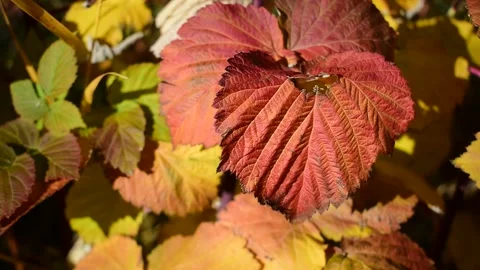 Raspberry Colors at Fall Stock Footage 171247684