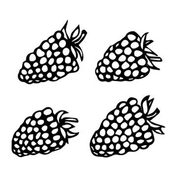 Raspberry Doodle Style Vector Sketch, Isolated on White Background. Stock Illustration