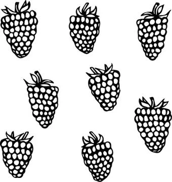 Raspberry Doodle Style Vector Sketch, Isolated on White Background. 스톡 일러스트