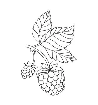 Raspberry doodle Vector illustration coloring book for Kids Stock Illustration