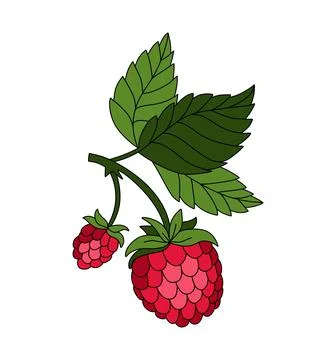 Raspberry doodle Vector illustration coloring book for Kids イラスト素材
