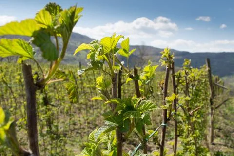 Raspberry in early spring Stock Photos