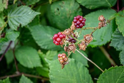 Raspberry at end of season Stock Photos