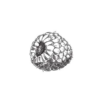 Raspberry engraved hand drawn vector illustration, farm natural berry sketch Stock Illustration