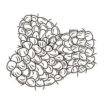 Raspberry in engraved style isolated on white background. Vintage sketch outl Stock Illustration